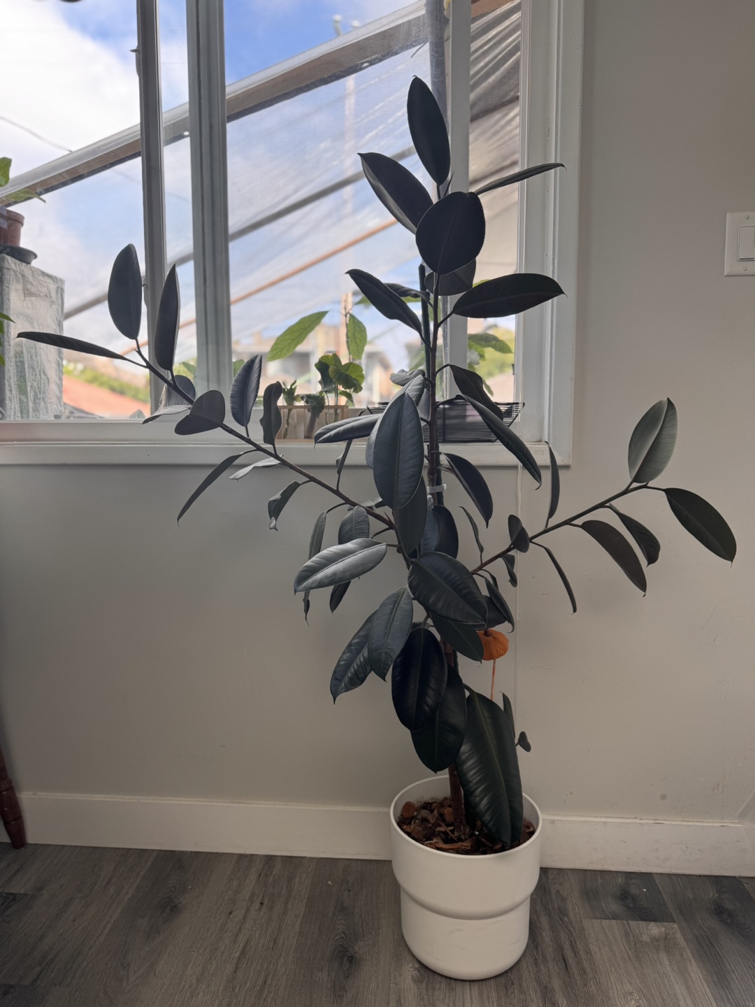 Rubber Plant