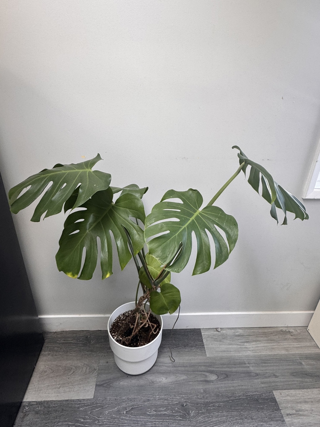 Monstera Plant