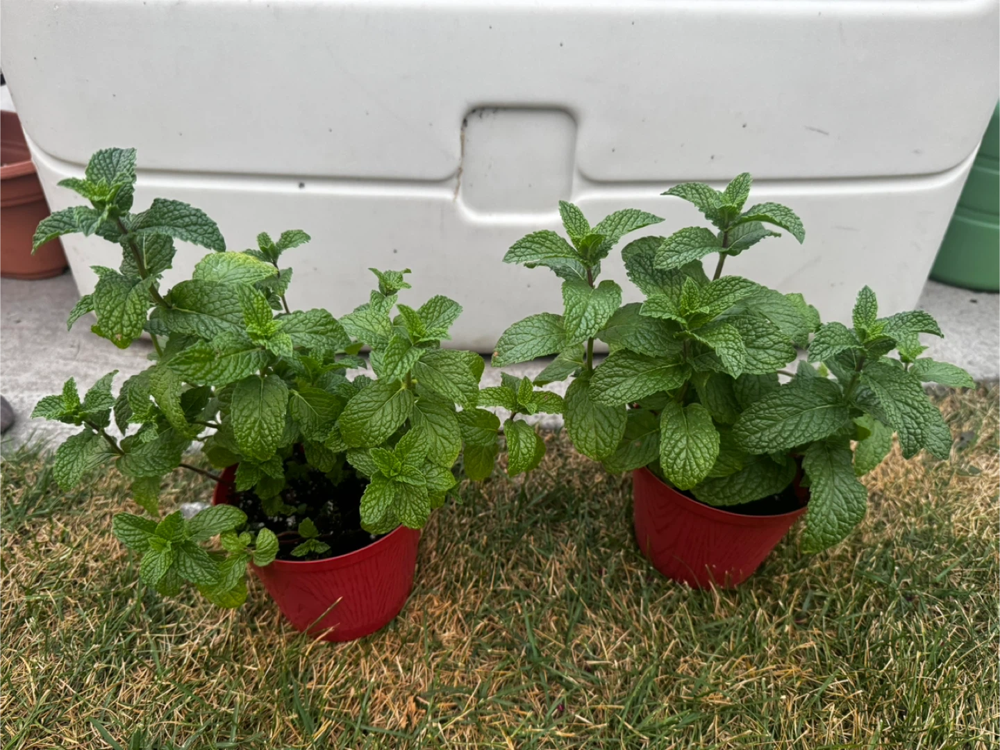 Mojito Mint Plants - photo 2