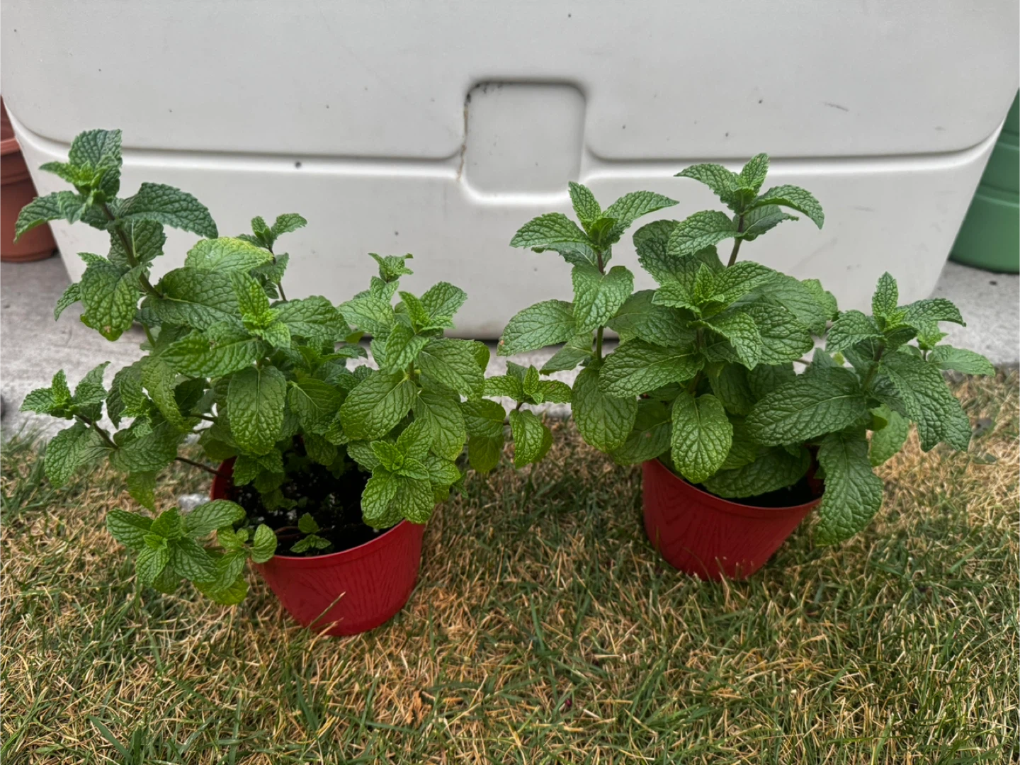 Mojito Mint Plants