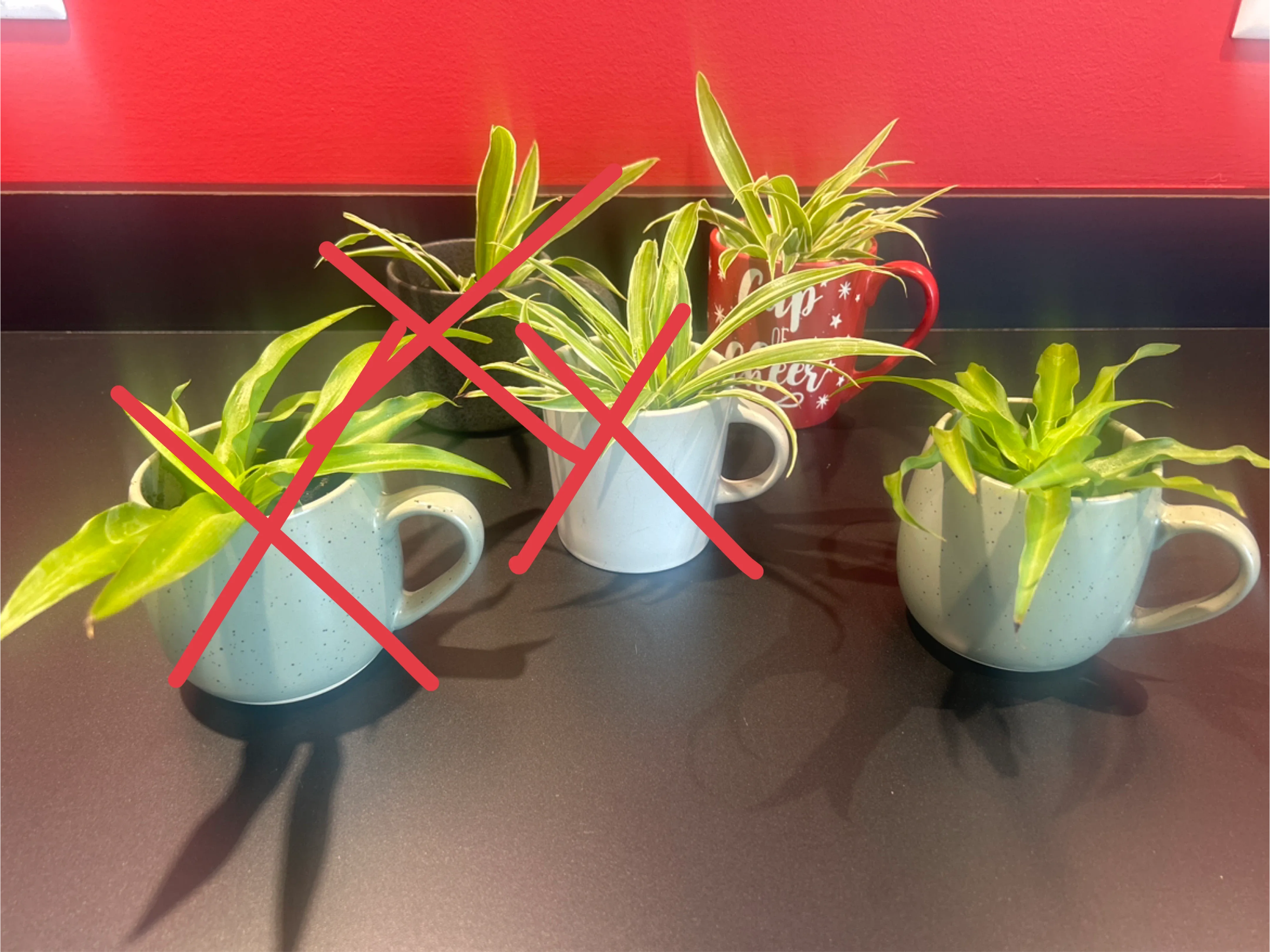Spider Plant in Mug thumbnail