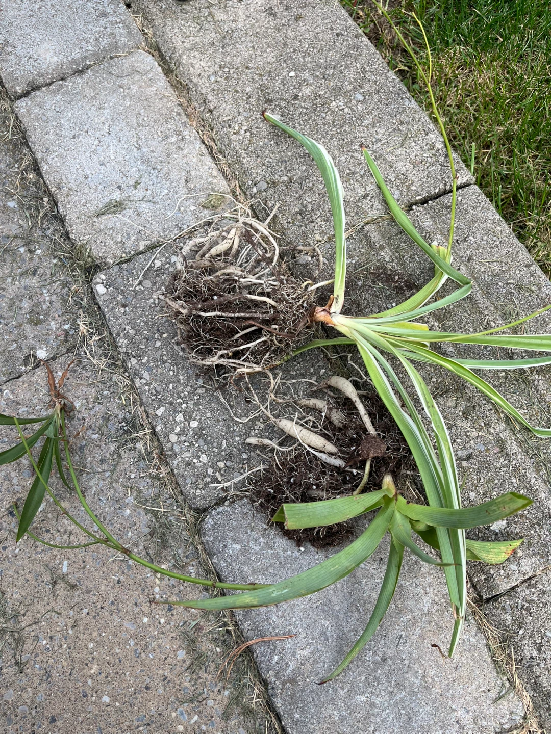 Spider plants