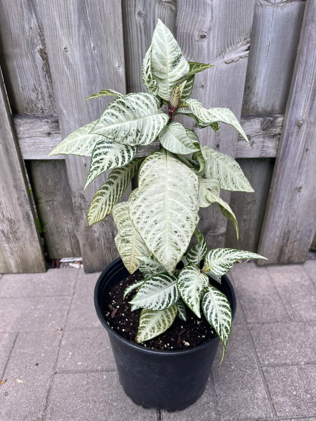 Aphelendra Snowflake in a large pot thumbnail