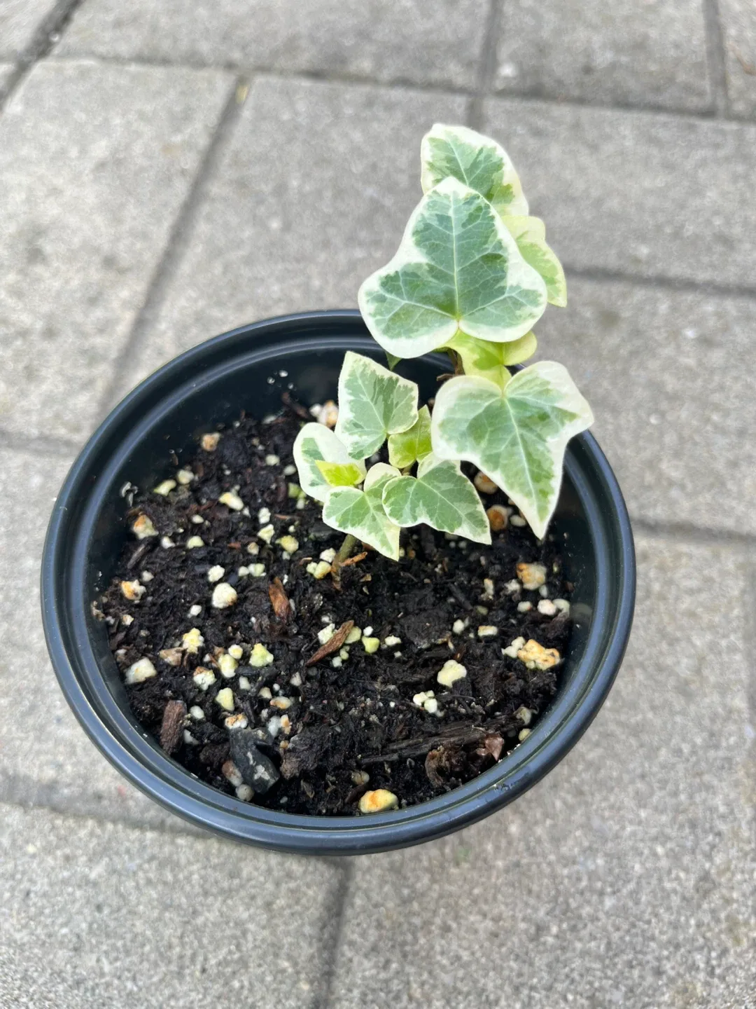 Variegated English Ivy Plant $5 each thumbnail