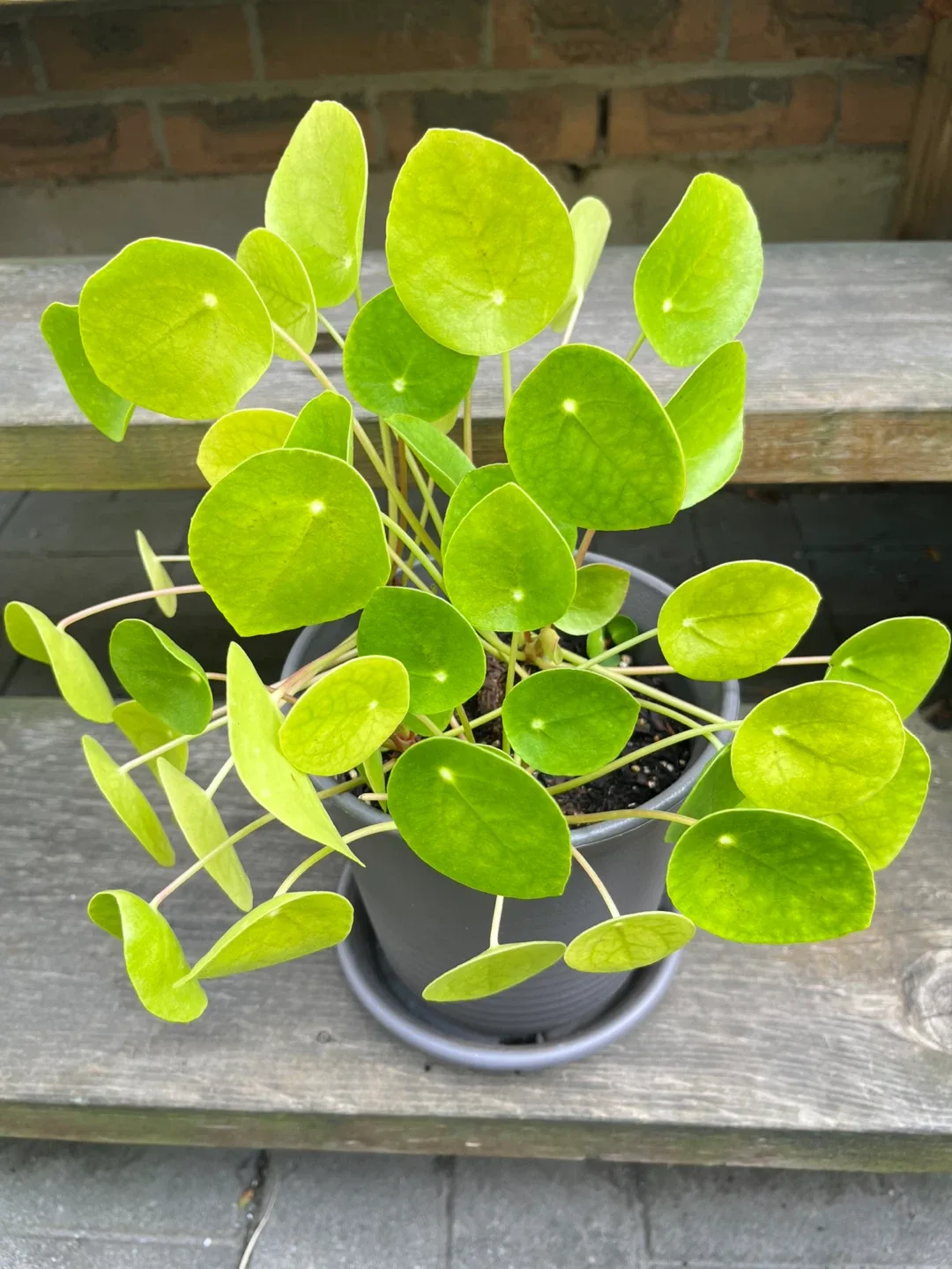 Healthy Pilea Peperomioides Plant in 6” Pot image indicator(3)