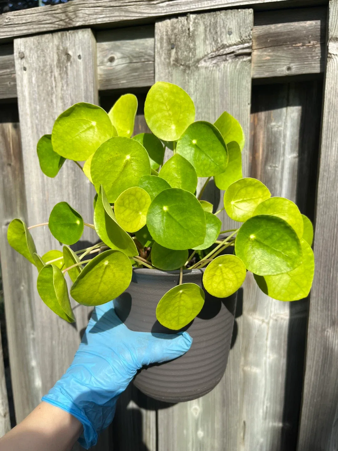 Healthy Pilea Peperomioides Plant in 6” Pot image indicator(2)