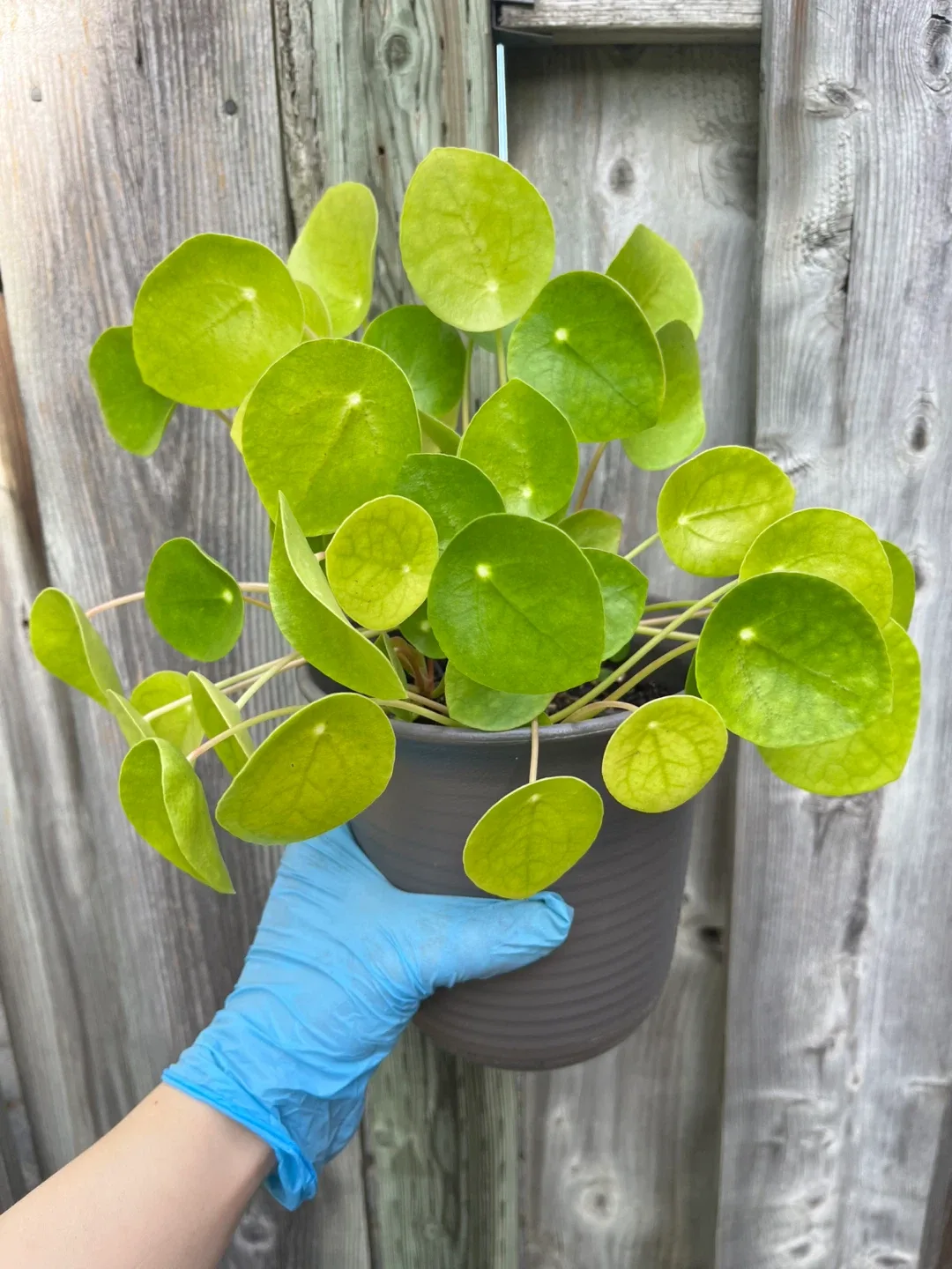Healthy Pilea Peperomioides Plant in 6” Pot thumbnail