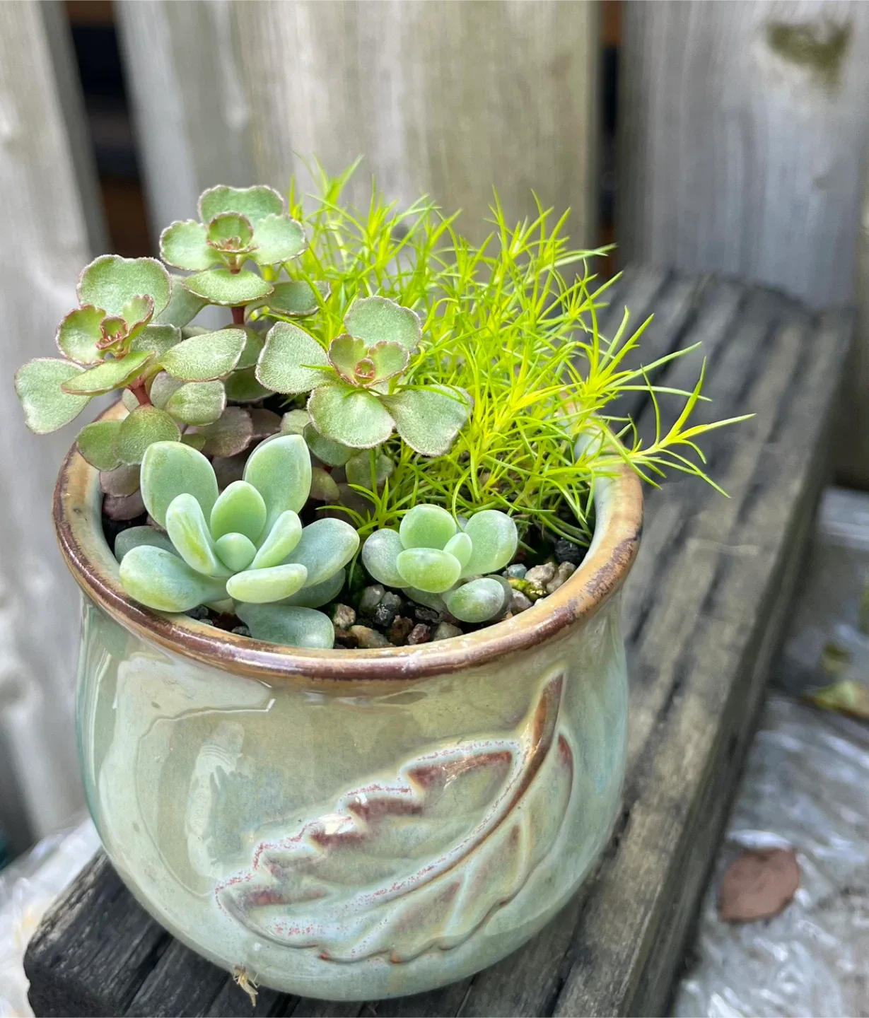 Succulent planter thumbnail