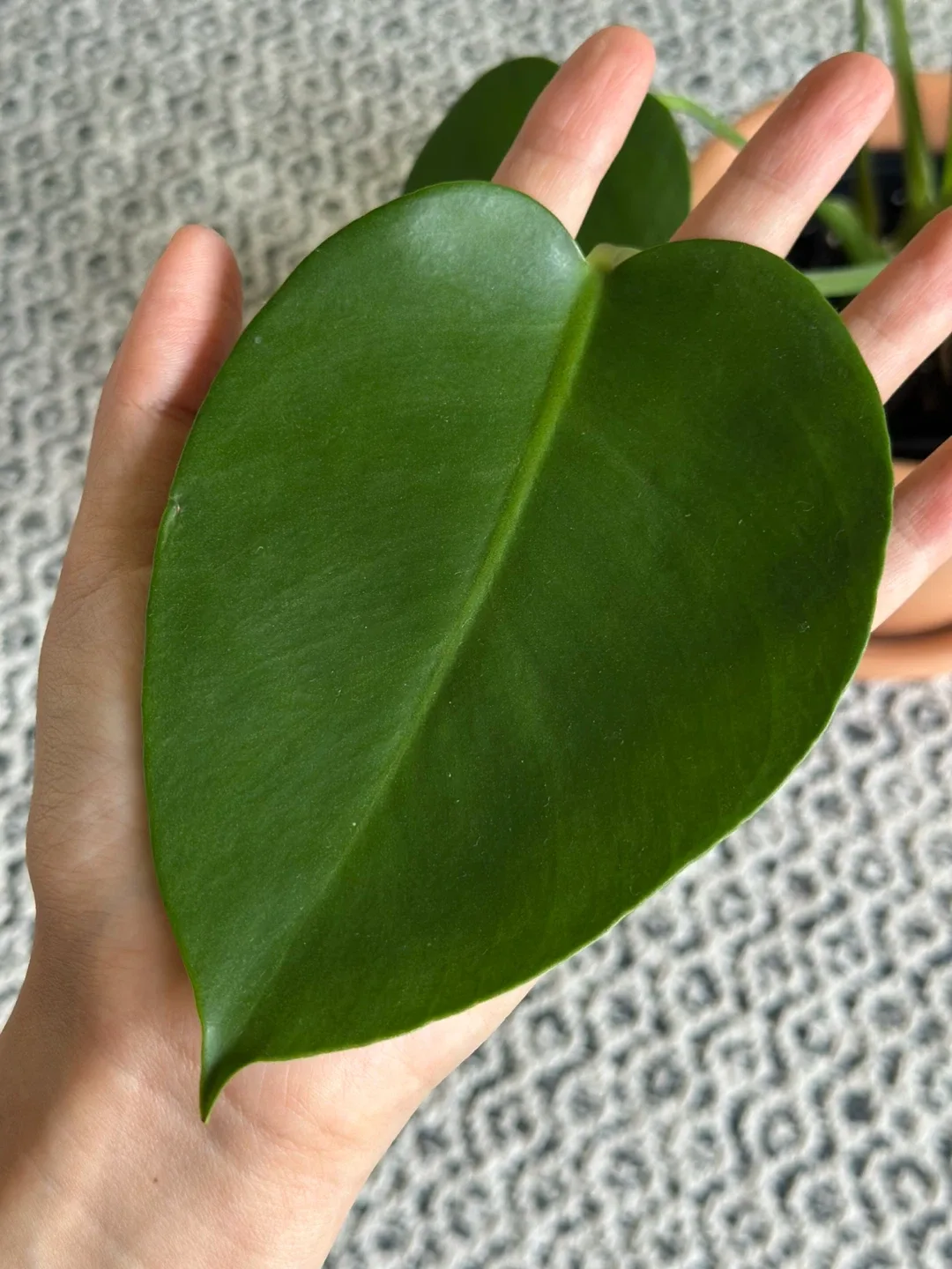 Monstera Plant image indicator(7)