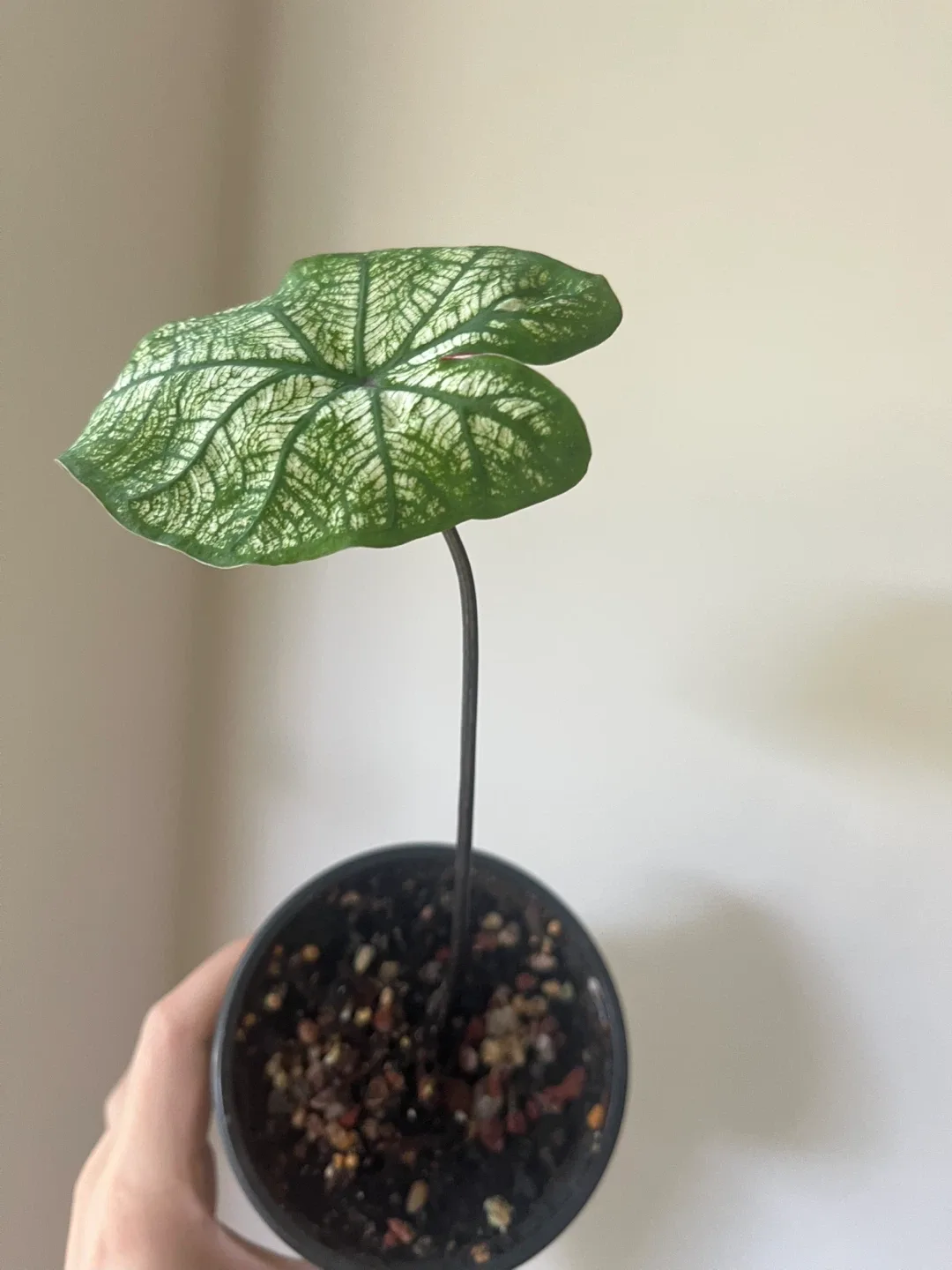 Caladium 'Candidum Senior' in 4” pot thumbnail