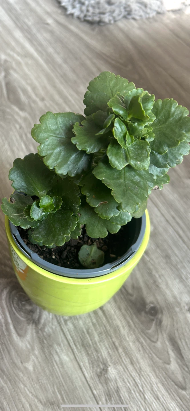 Potted Kalanchoe Plant
