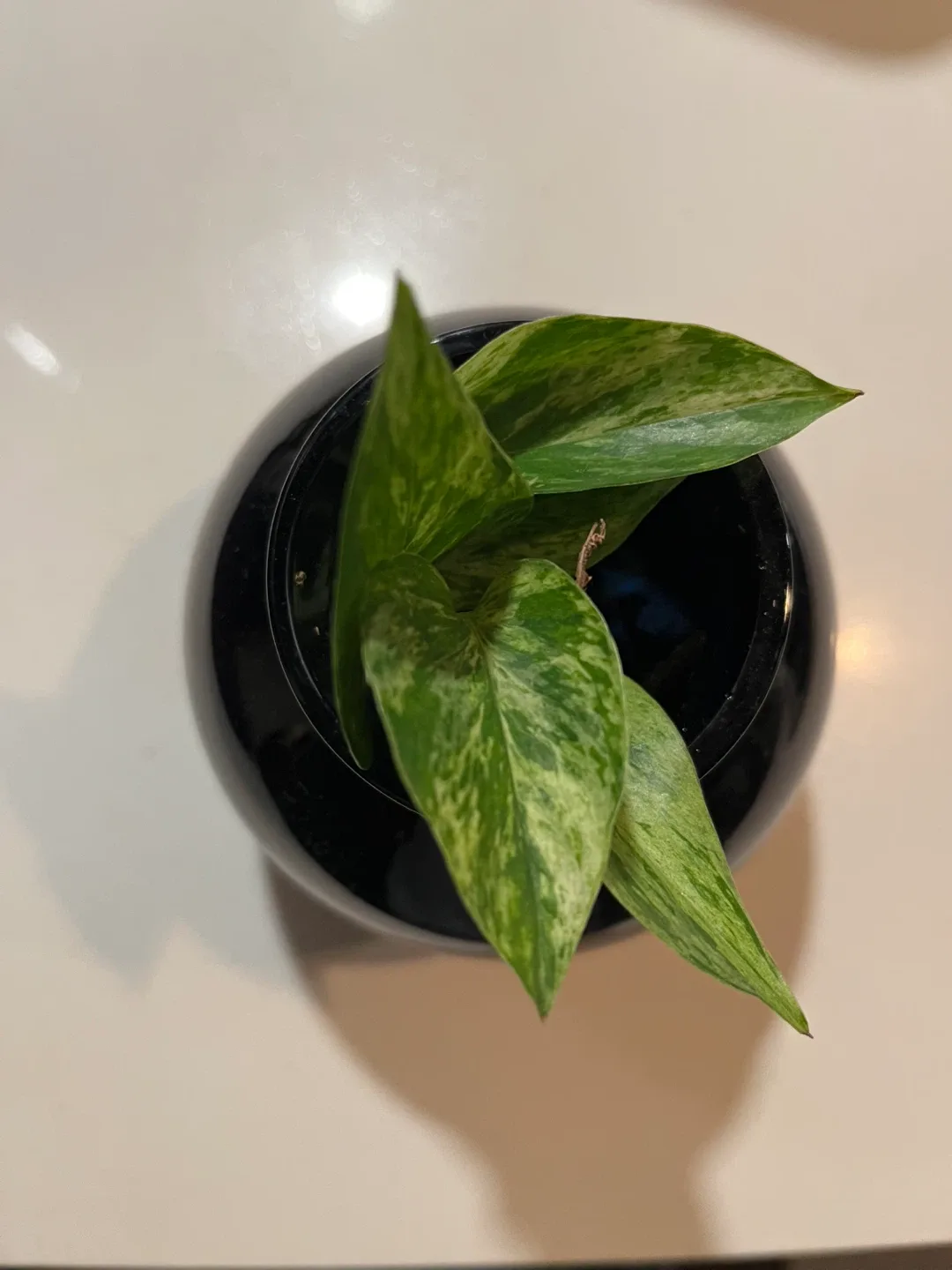 Pothos Plant in Black Vase