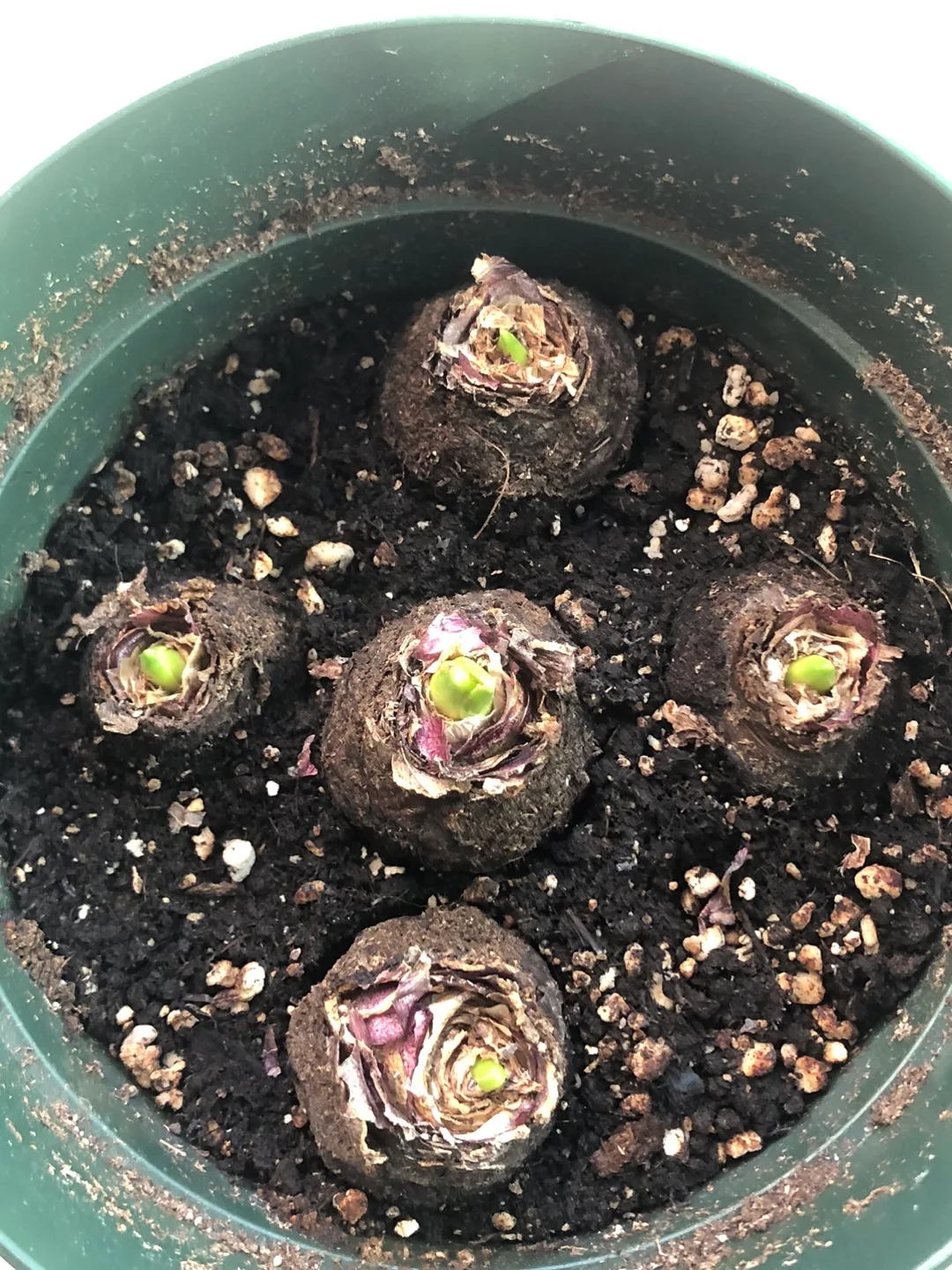 5 strains Hyacinth Bulbs image indicator(2)