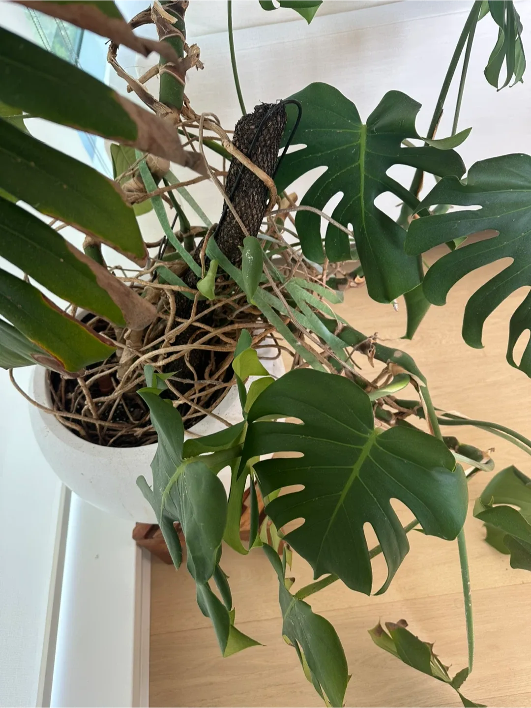 Monstera Plant with White Pot image indicator(2)