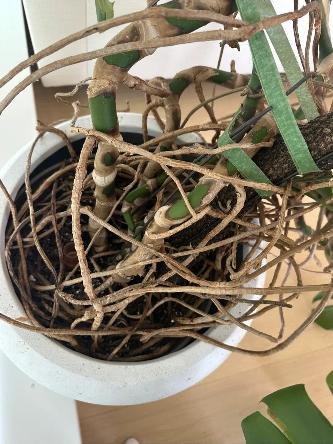 Monstera Plant with White Pot image indicator(3)