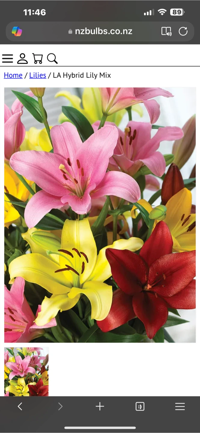 LA Hybrid Lily Mix - photo 2
