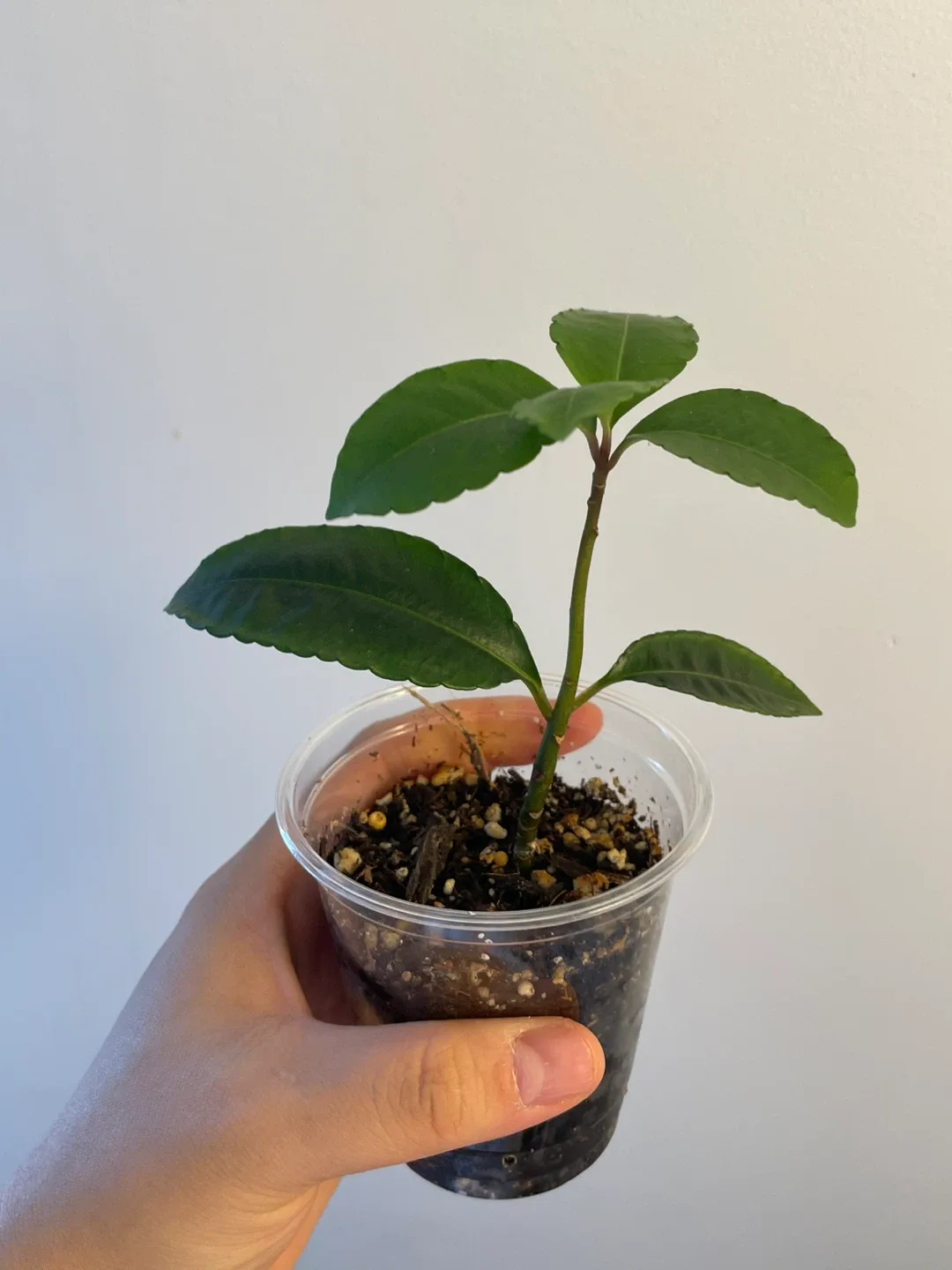 Ardisia baby Plant image indicator(2)