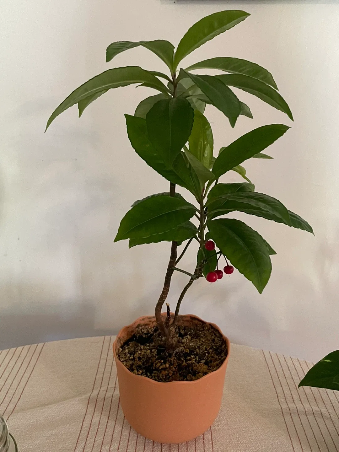 Ardisia baby Plant image indicator(3)