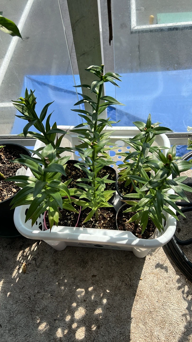 LA Hybrid Lily Mix