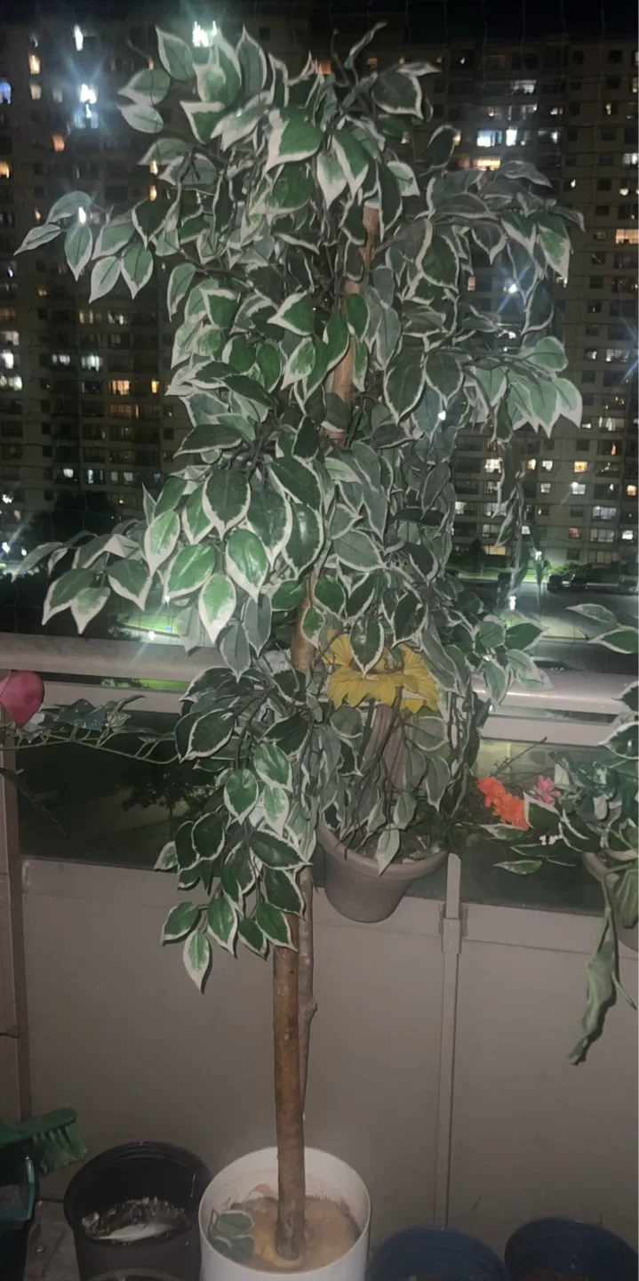 Artificial Ficus Tree in Pot thumbnail
