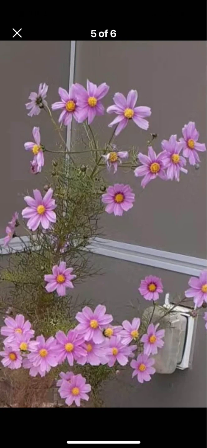Pink daisy flower(open offer)
