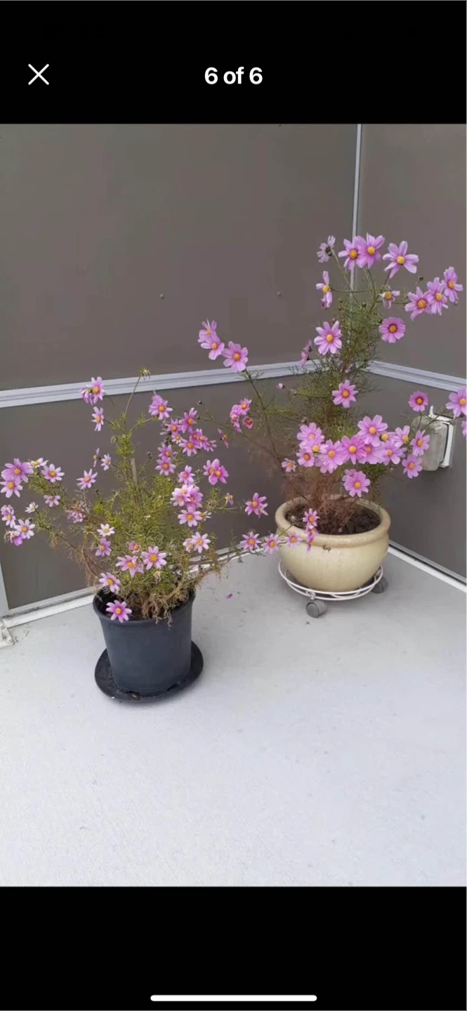Pink daisy flower(open offer) - photo 2