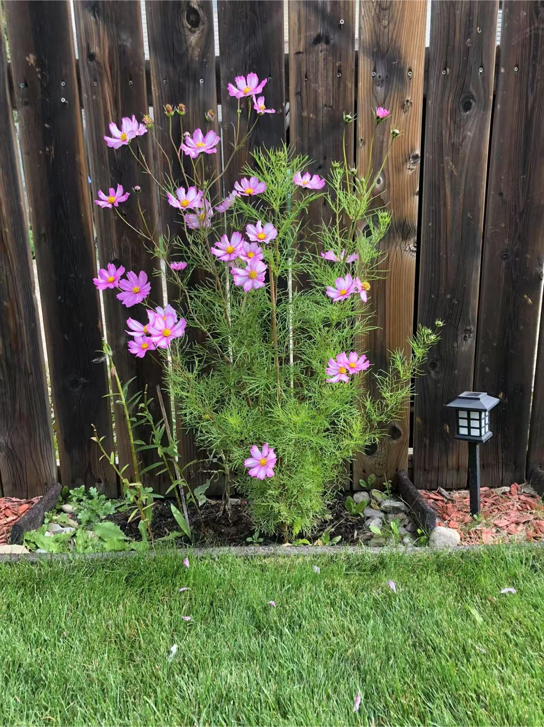 Pink daisy flower(open offer) - photo 3