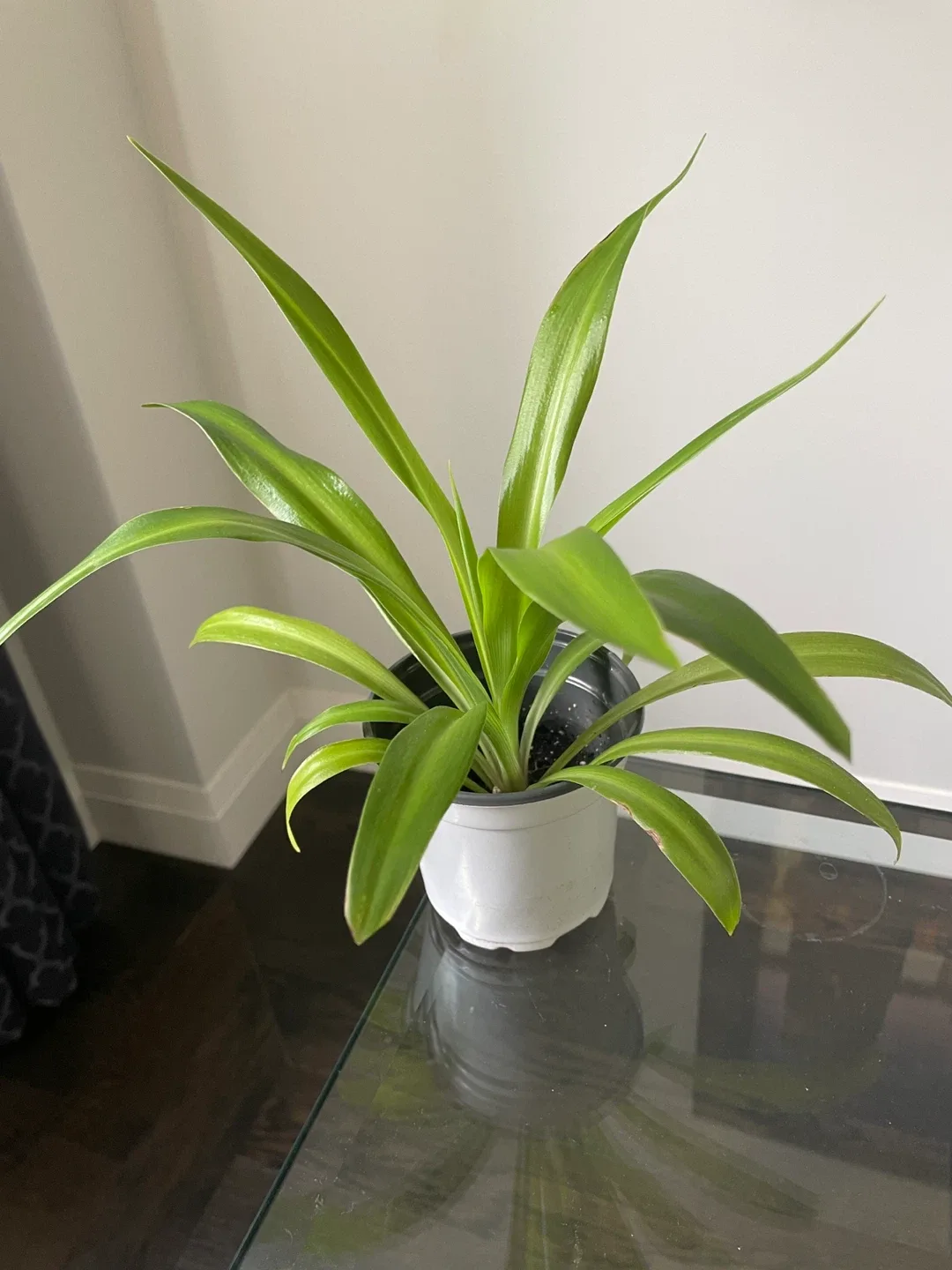Green Spider Plant thumbnail