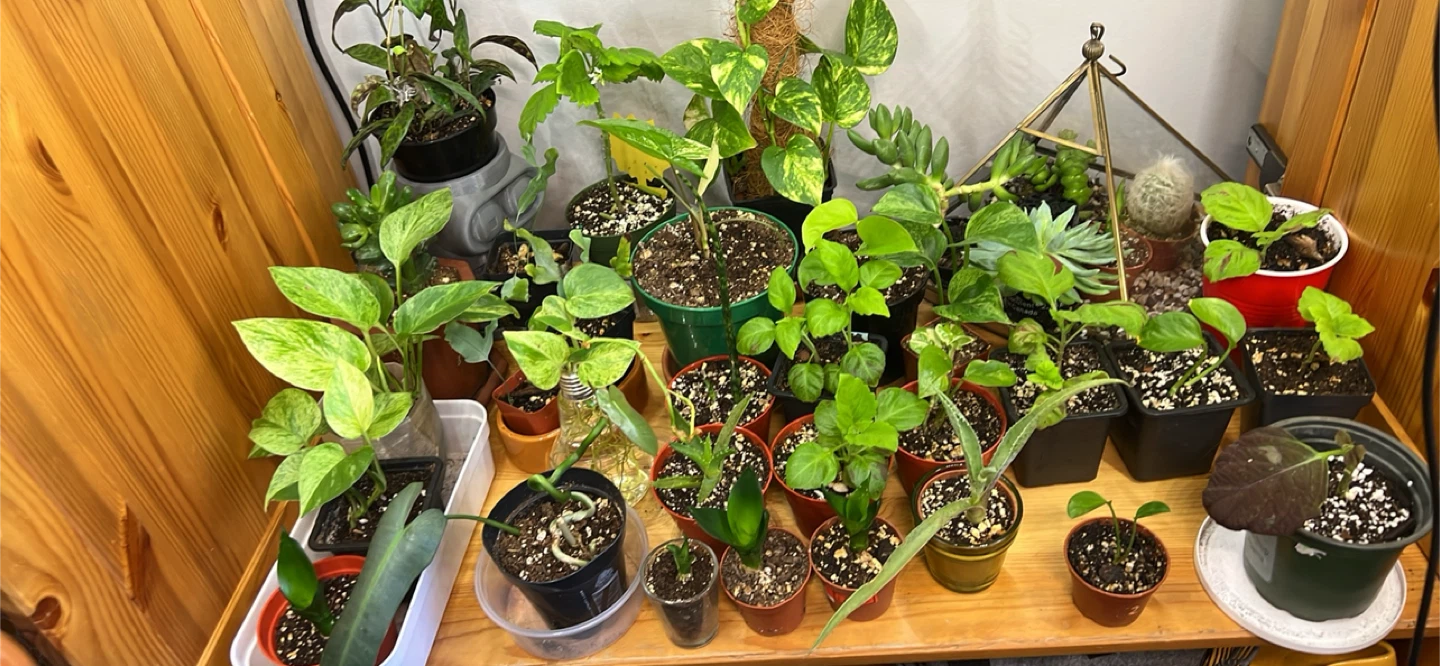 New selections !!! House plants!!!🪴