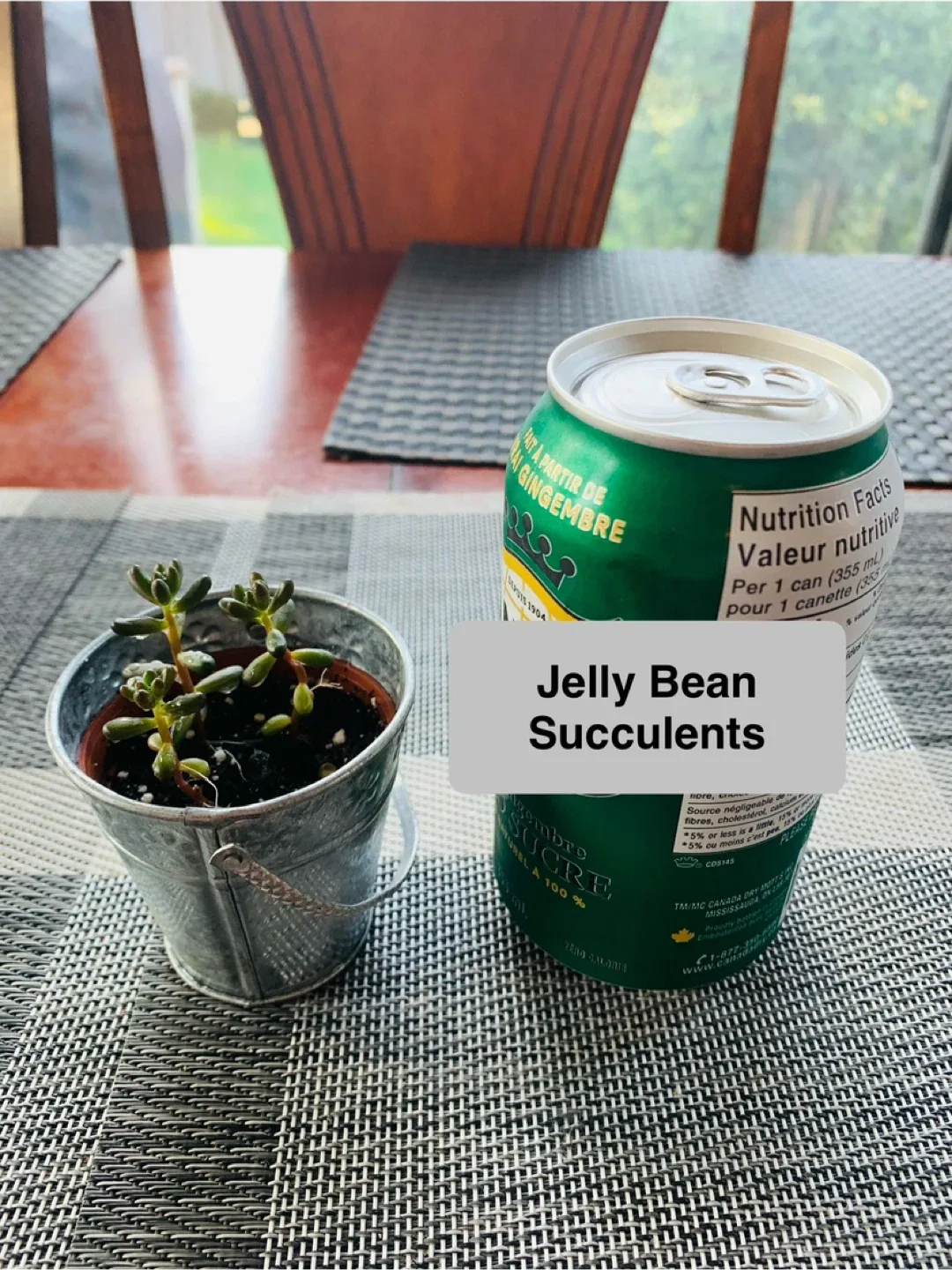 MINI PLANT SET for $5: Lucky Bamboo and Jelly Bean Plant image indicator(4)