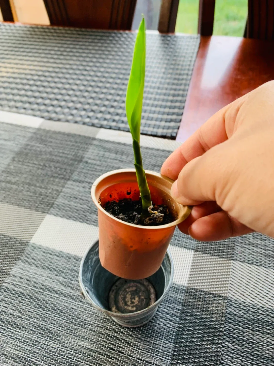 MINI PLANT SET for $5: Lucky Bamboo and Jelly Bean Plant image indicator(6)