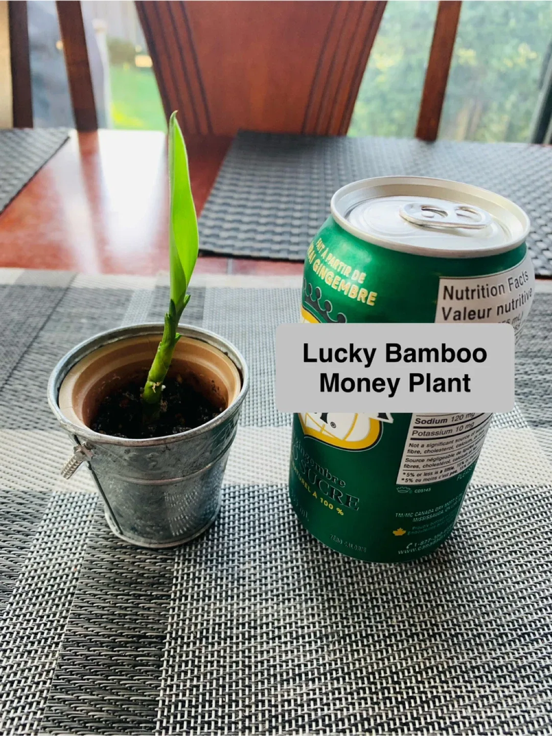 MINI PLANT SET for $5: Lucky Bamboo and Jelly Bean Plant image indicator(3)