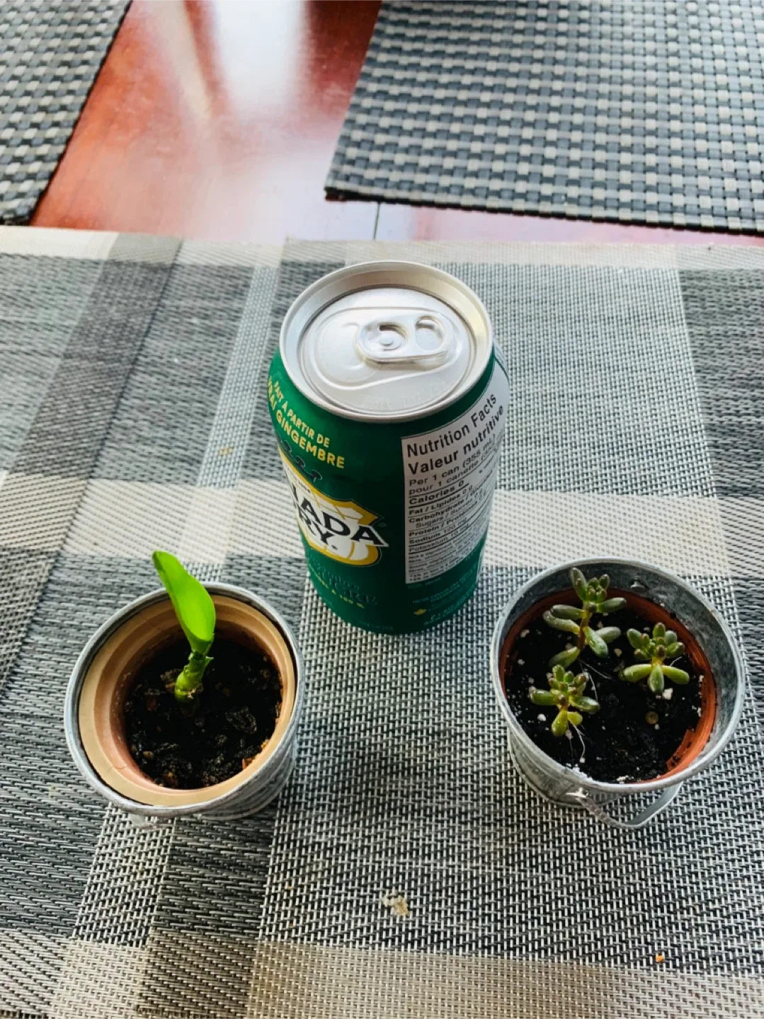 MINI PLANT SET for $5: Lucky Bamboo and Jelly Bean Plant image indicator(5)