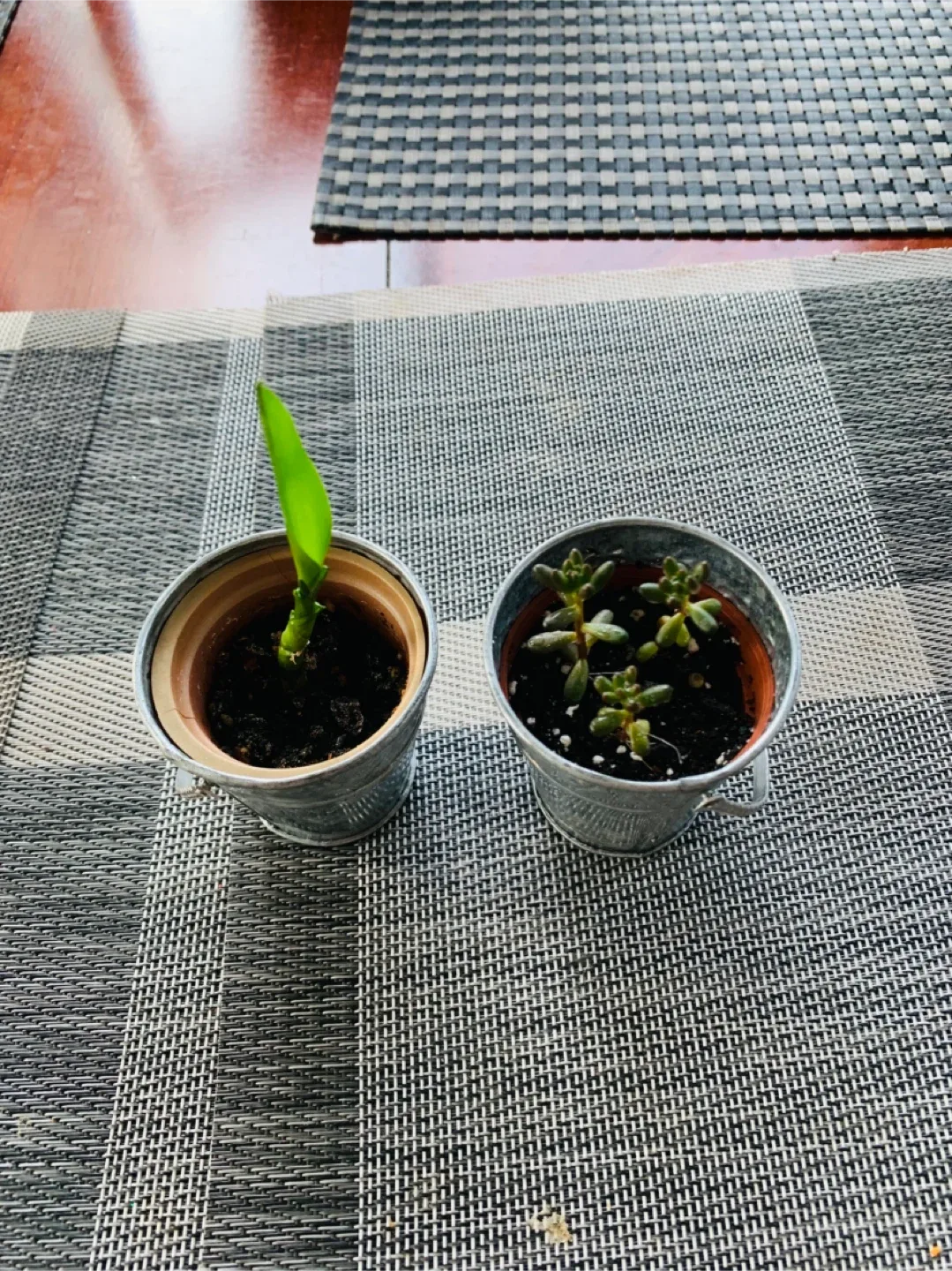 MINI PLANT SET for $5: Lucky Bamboo and Jelly Bean Plant image indicator(2)