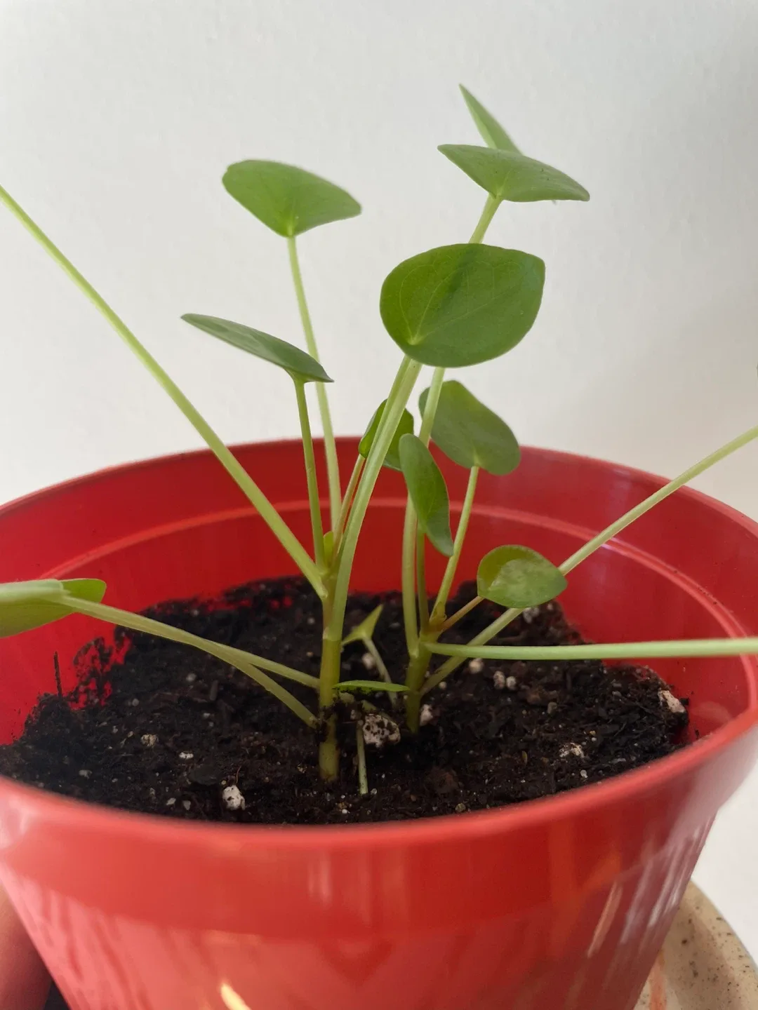 Pilea peperomioides Plant - 2 in pot image indicator(2)