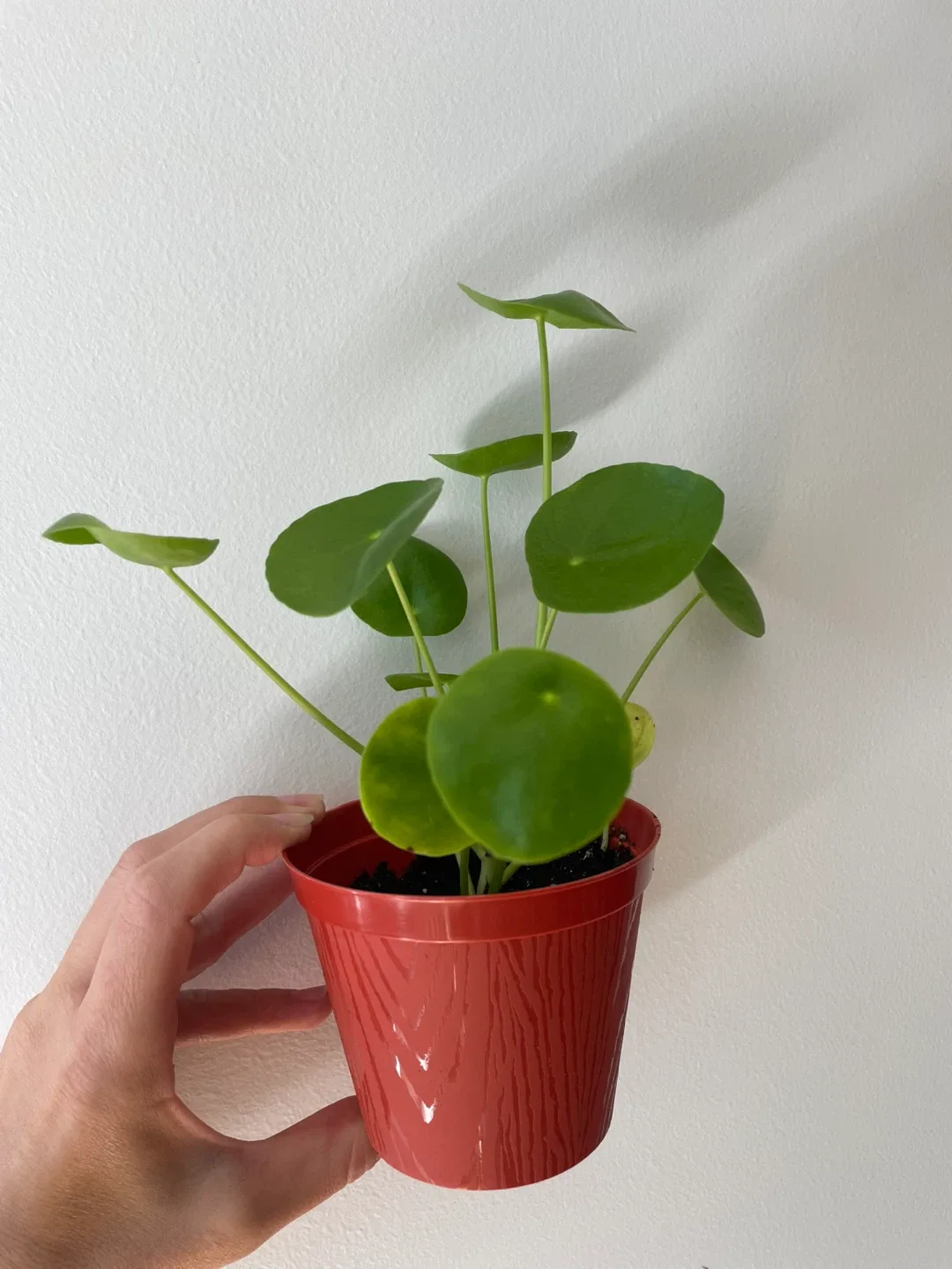 Pilea Peperomioides (Chinese Money Plant) thumbnail