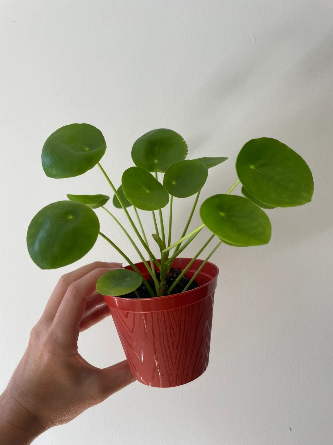 Pilea peperomioides plant thumbnail