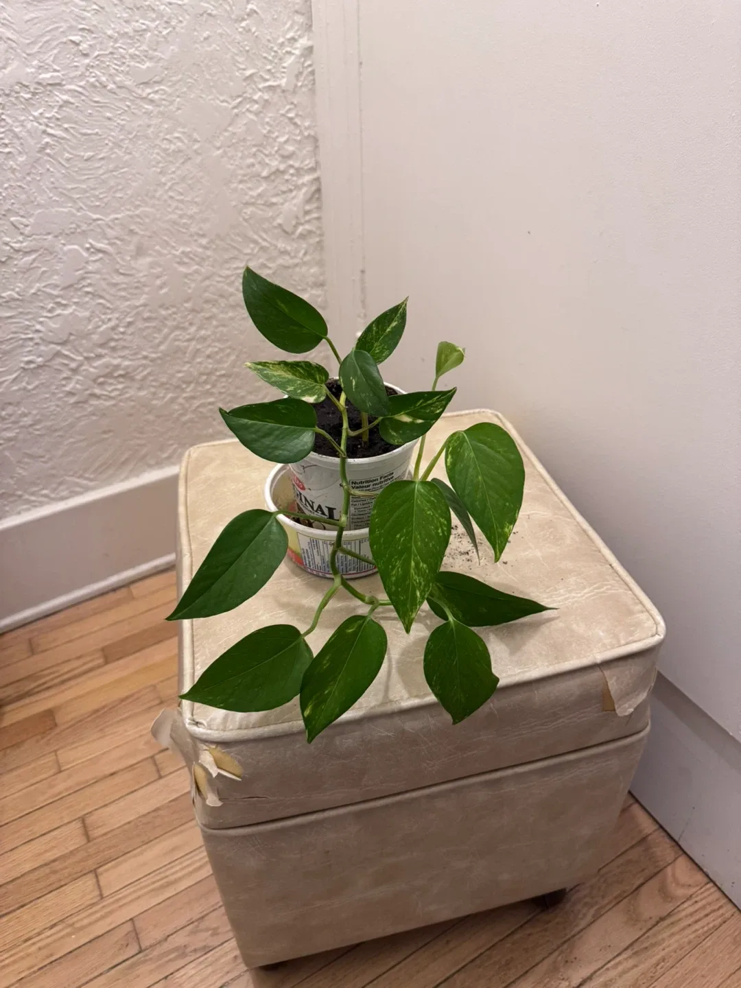 Healthy   Pothos  Plant ( Money Plant ) in temporary pot image indicator(3)