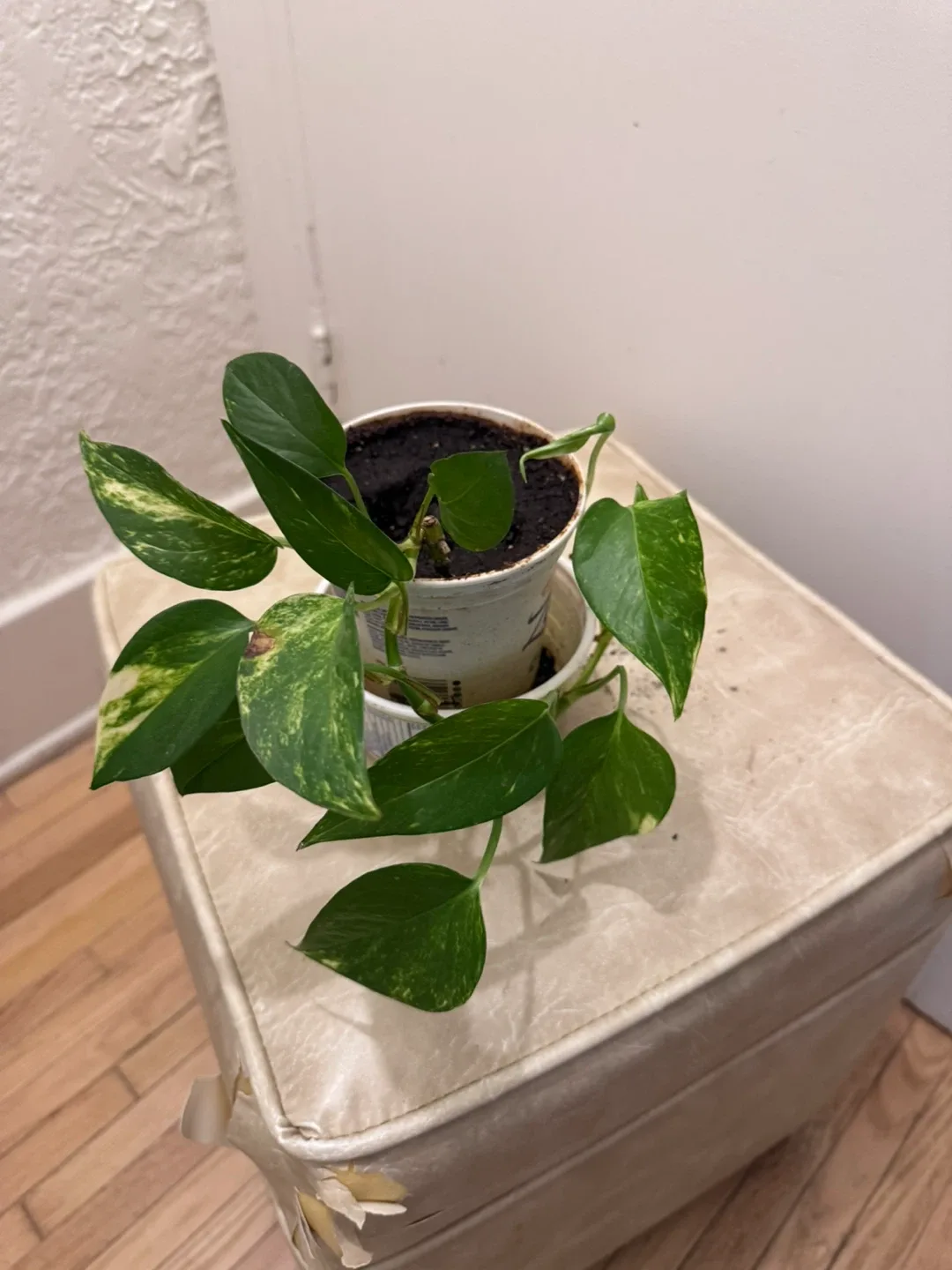 Healthy   Pothos  Plant ( Money Plant ) in temporary pot thumbnail
