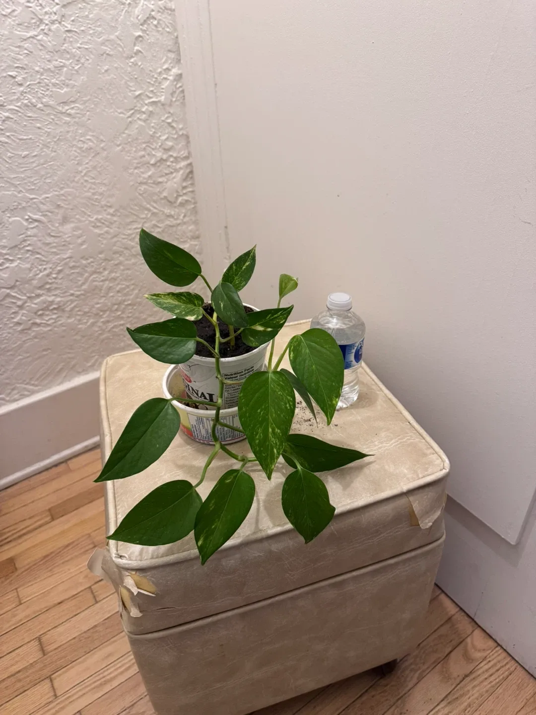 Healthy   Pothos  Plant ( Money Plant ) in temporary pot image indicator(2)