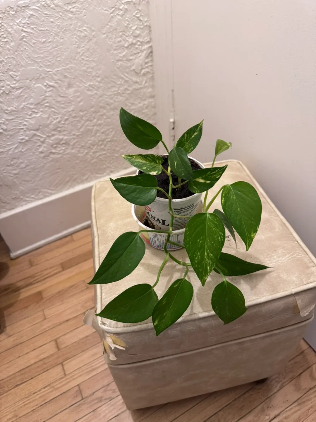 Healthy   Pothos  Plant ( Money Plant ) in temporary pot image indicator(4)