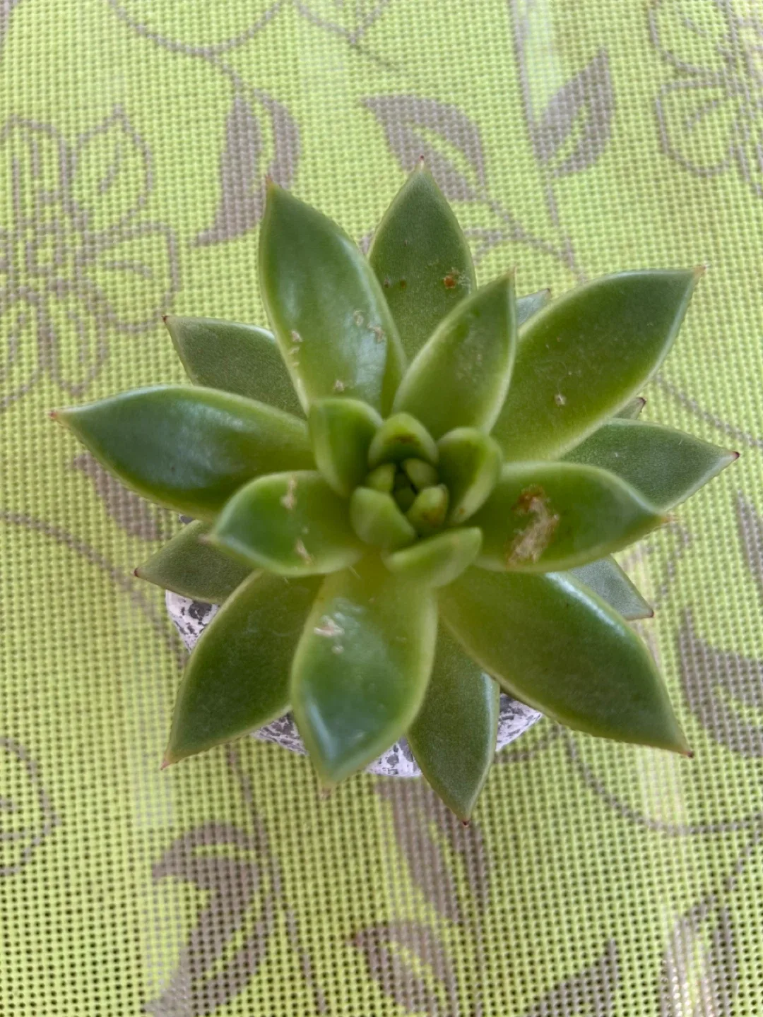 Echeveria Succulent in Owl Pot image indicator(3)