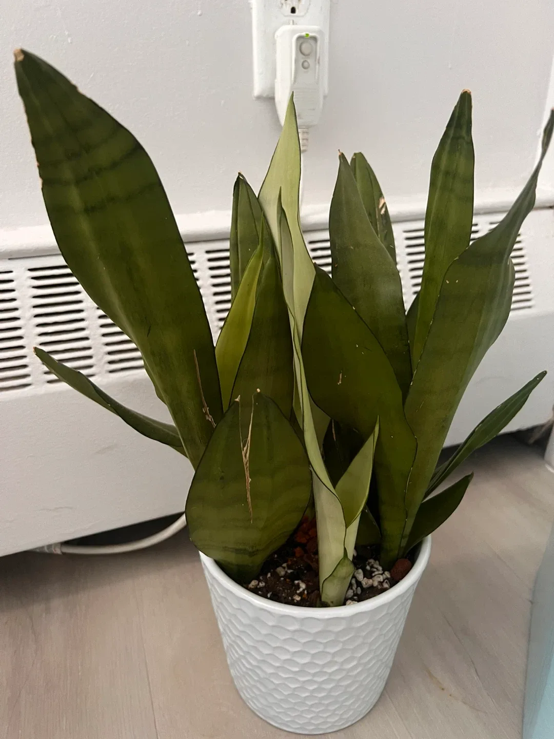 Snake Plant thumbnail
