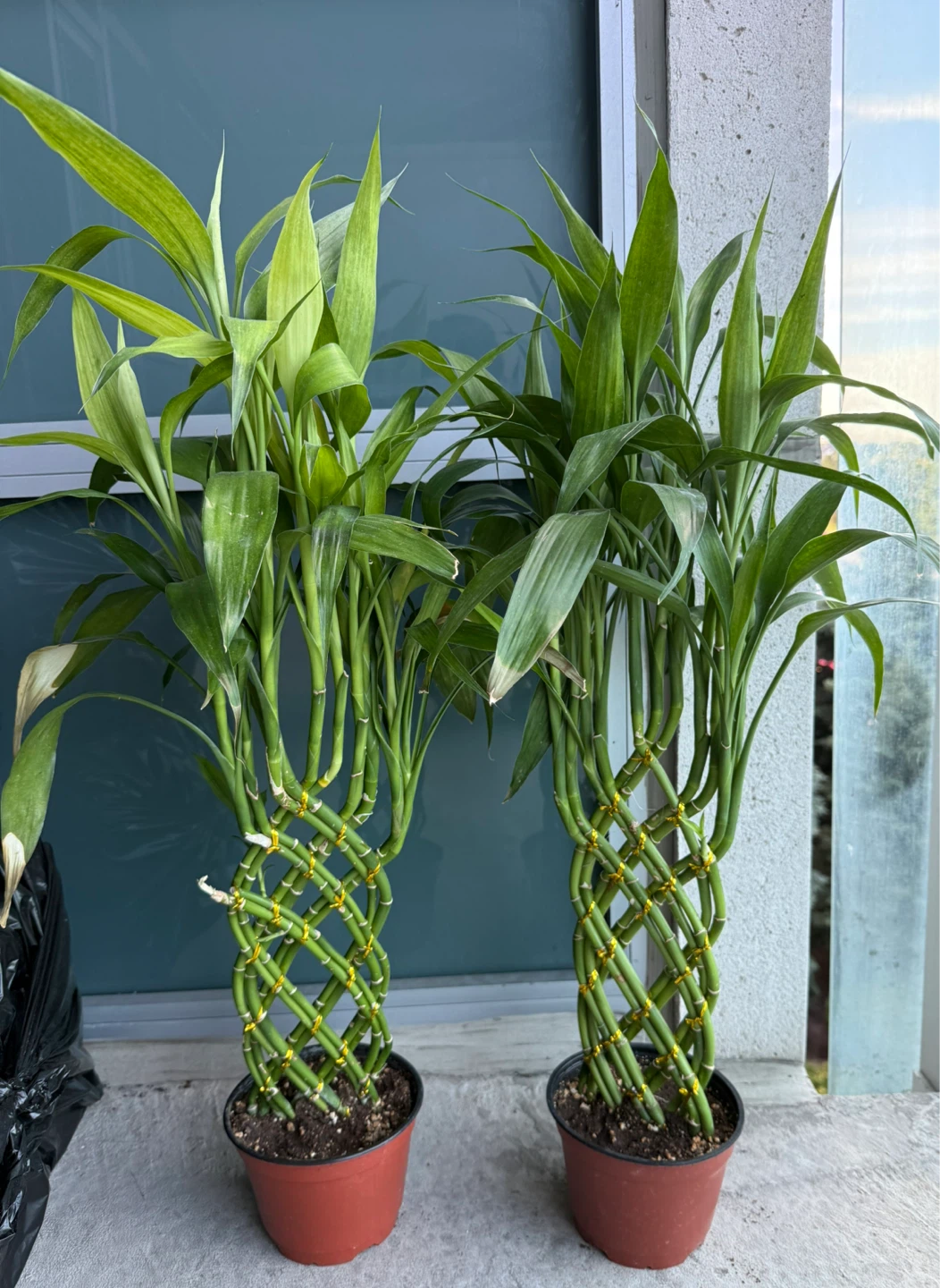 Lucky Bamboo Plants (Set of 2)
