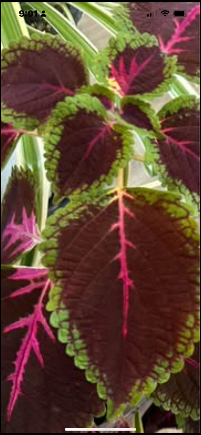 Coleus Plant(offer price) - photo 3