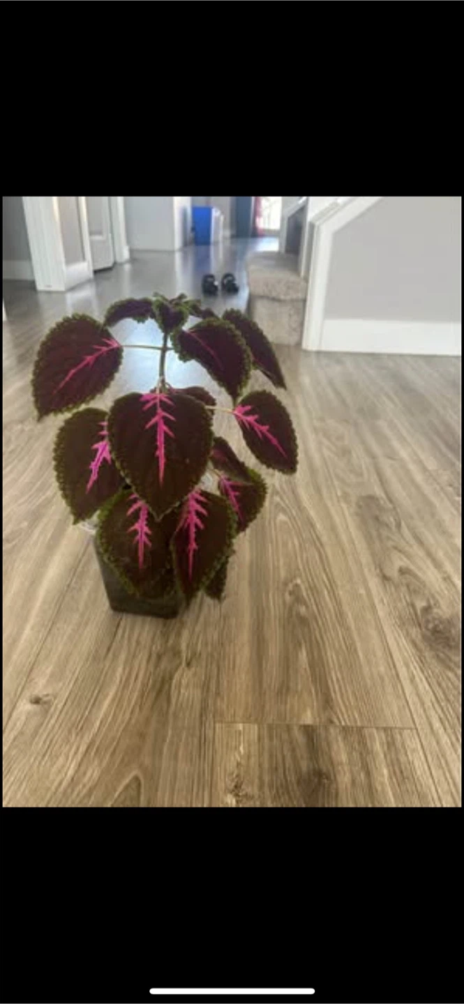 Coleus Plant(offer price) - photo 2