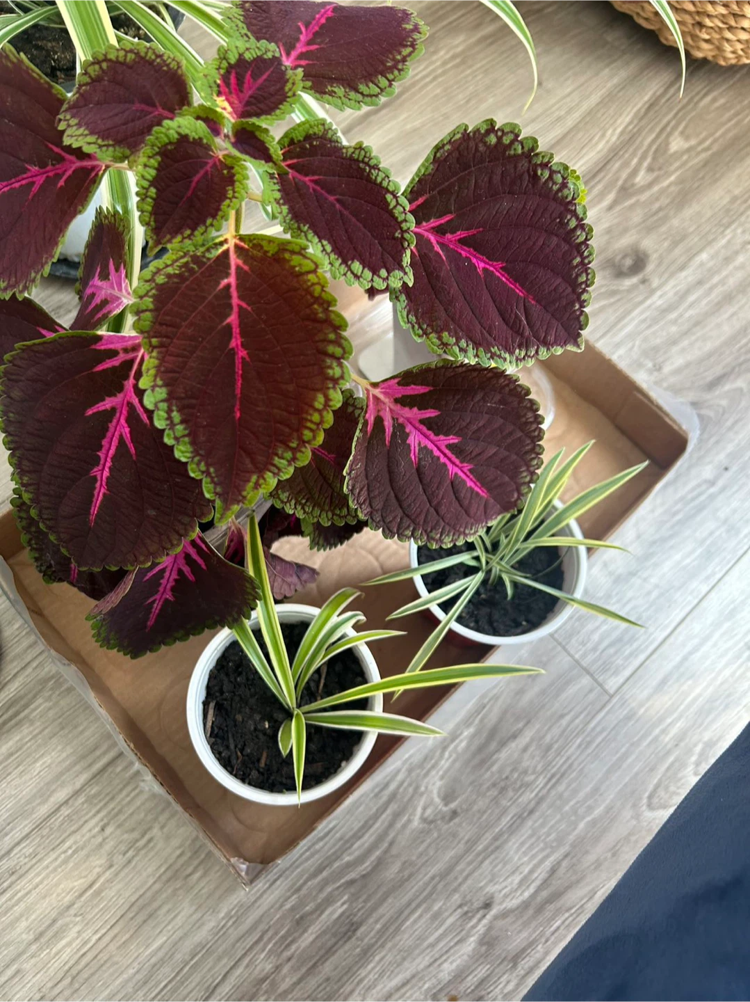 Coleus Plant(offer price)