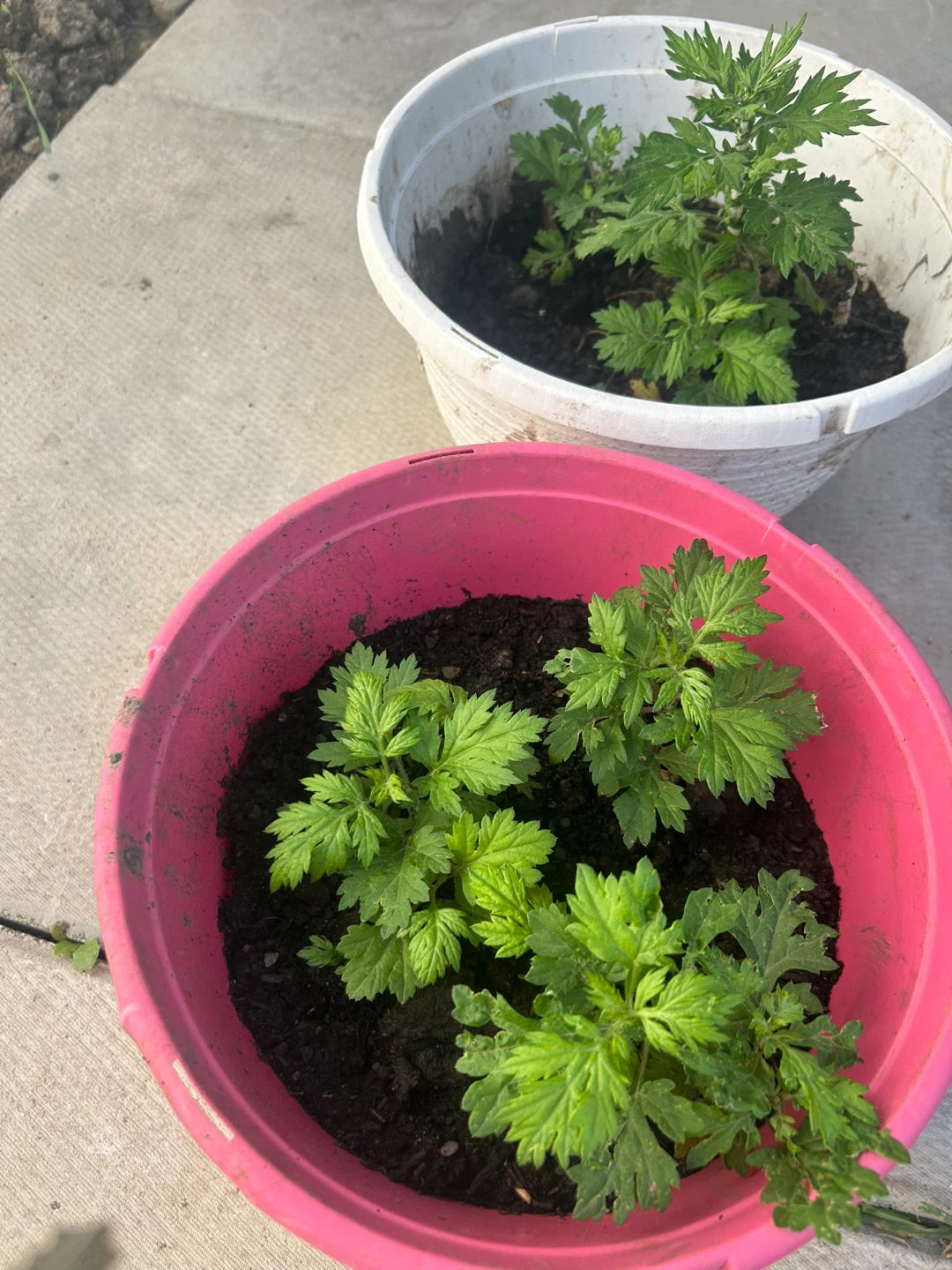 mugwort(price offer) - photo 2