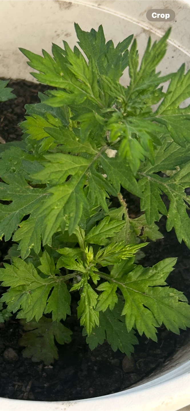 mugwort(price offer)