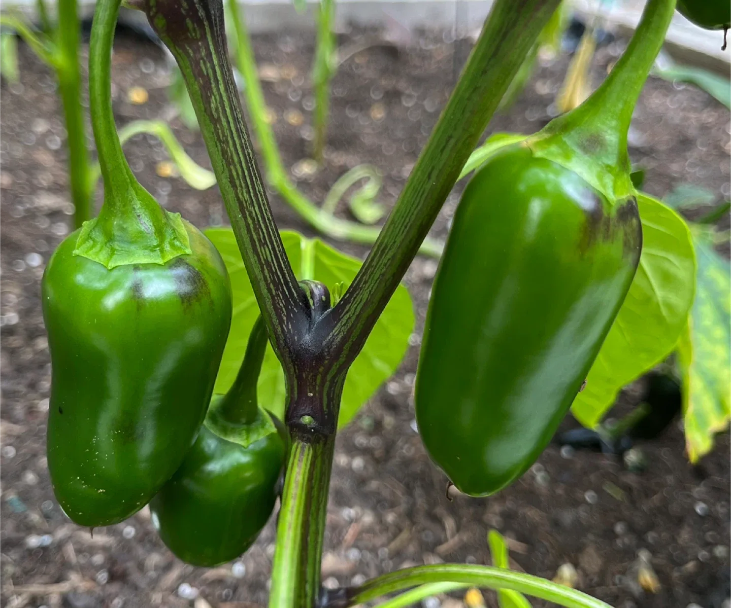 Jalapeño peppers thumbnail